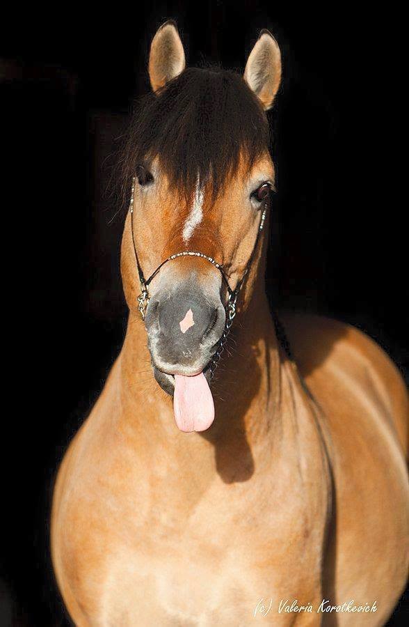 Belarussian Harness Horse @Valeria Korotkevich